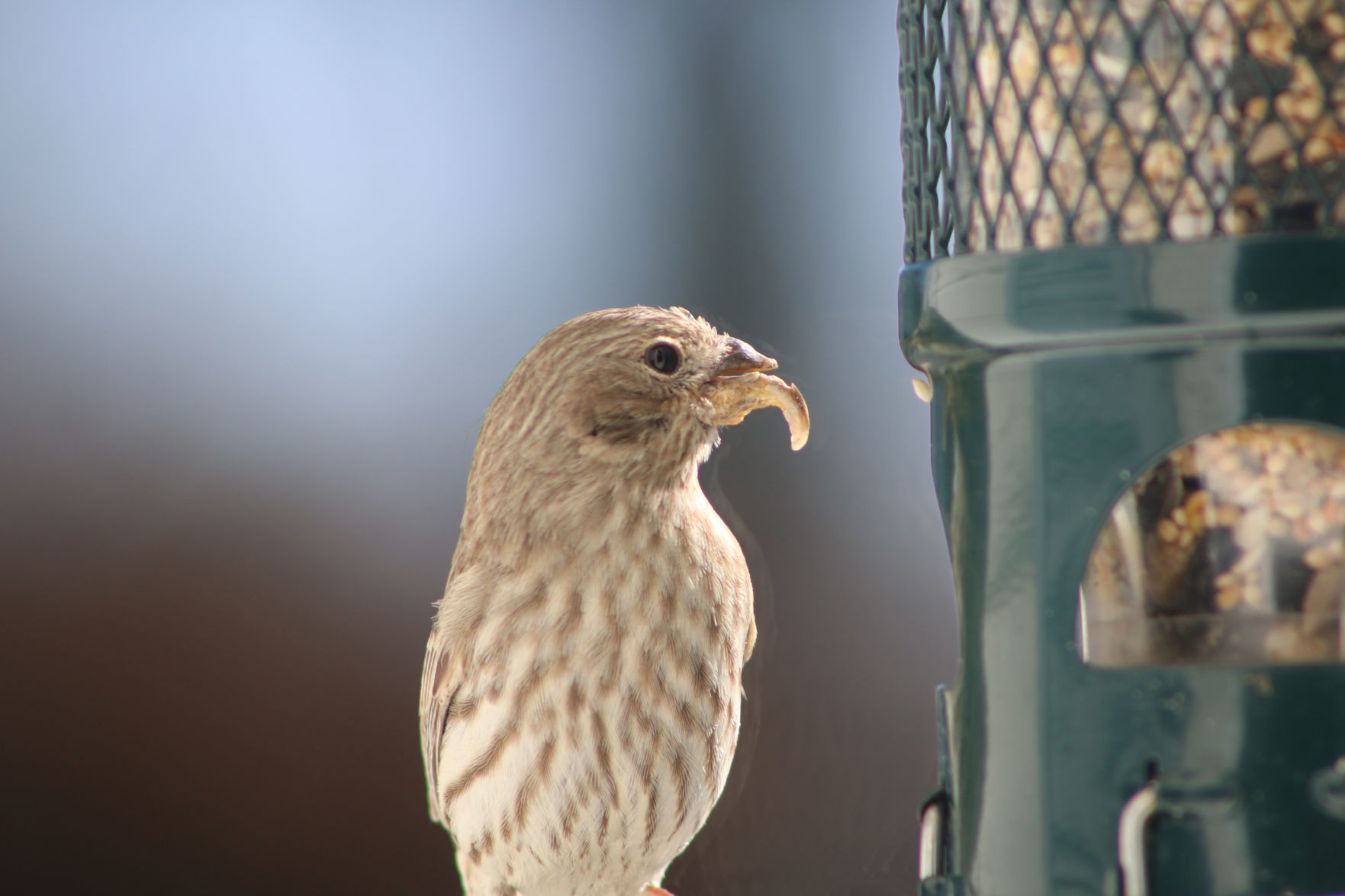 Beak